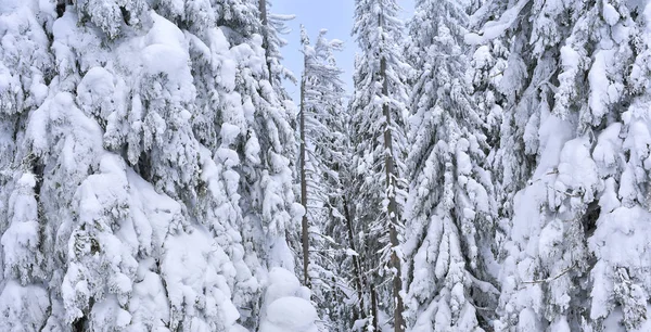 Floresta Coníferas Inverno Uma Encosta Montanha — Fotografia de Stock