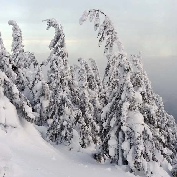 Árvores Coníferas Sob Neve Encosta Montanha Dia Nublado — Fotografia de Stock