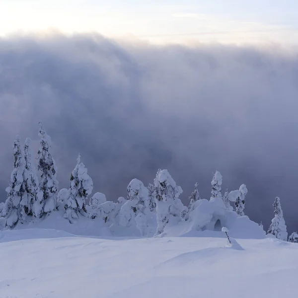 Árvores Coníferas Sob Neve Encosta Montanha Dia Nublado — Fotografia de Stock