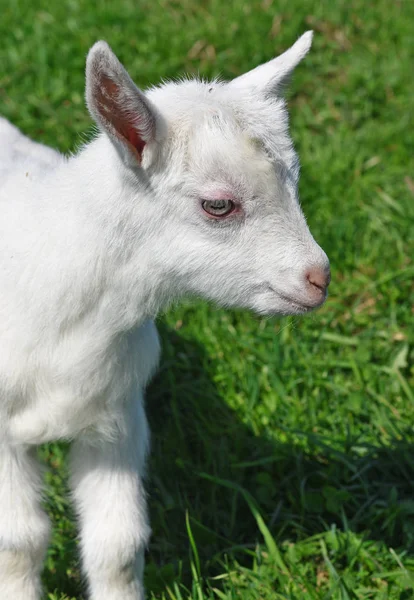 Kid Een Weiland Zomer — Stockfoto