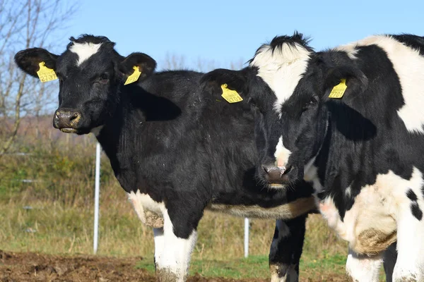 Ukraine Kalusch Oktober 2018 Kälber Einem Viehhof Auf Einem Milchbauernhof — Stockfoto