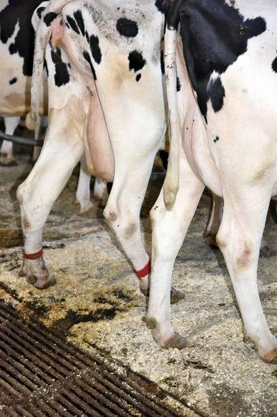 Contenido Las Vacas Establo Una Granja Lechera — Foto de Stock