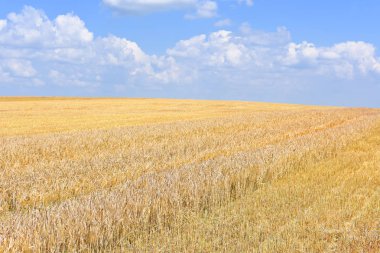 Kırsal manzara alanında tahıl