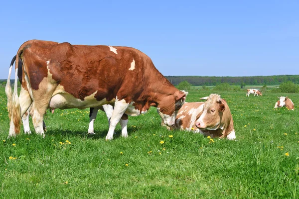 Las Vacas Pasto Verano —  Fotos de Stock