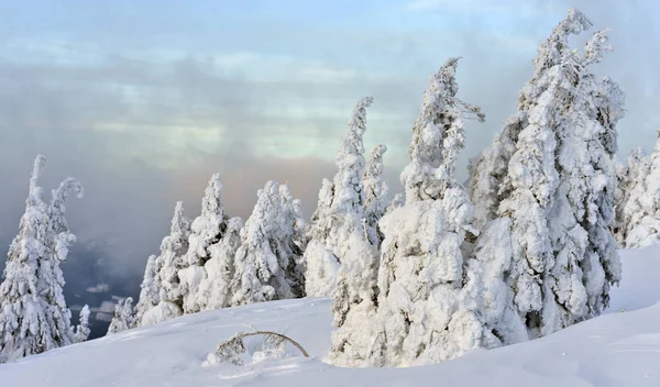 Ğne Yapraklı Ağaçların Altında Bulutlu Bir Günde Cip Karda — Stok fotoğraf
