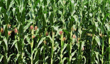 Kırsal manzara içinde genç Mısır