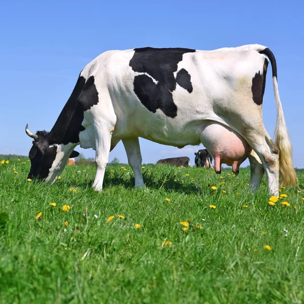 Vacas Pasto Verão — Fotografia de Stock