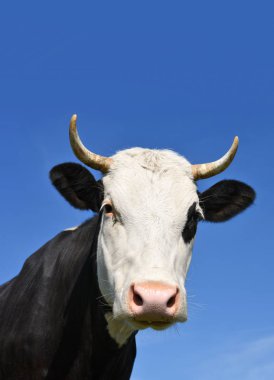 gökyüzü bir inek başkanı