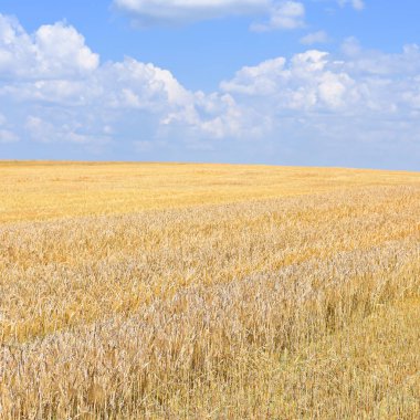 Kırsal manzara alanında tahıl