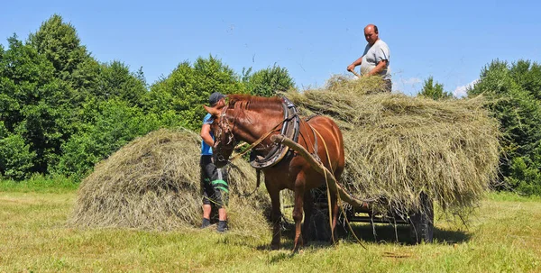 Kalush Ucrânia Julho 2017 Transporte Feno Por Uma Carroça Campo — Fotografia de Stock