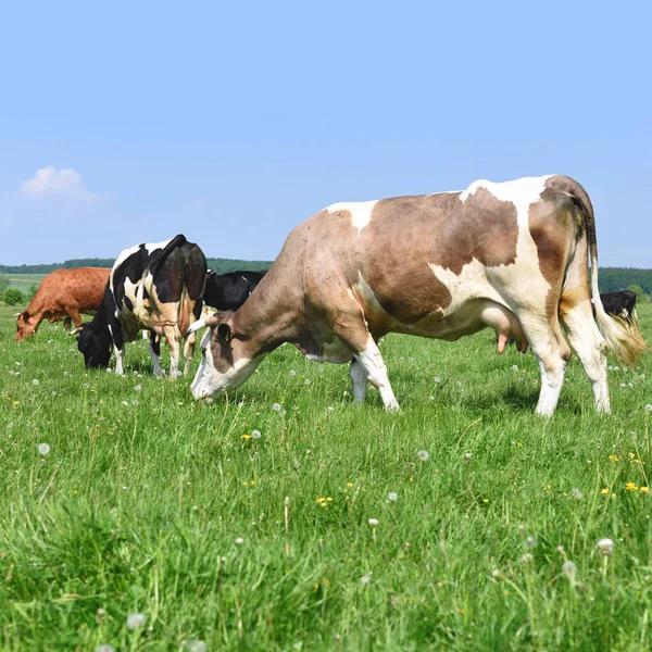 Tehenek Nyári Legelőn — Stock Fotó