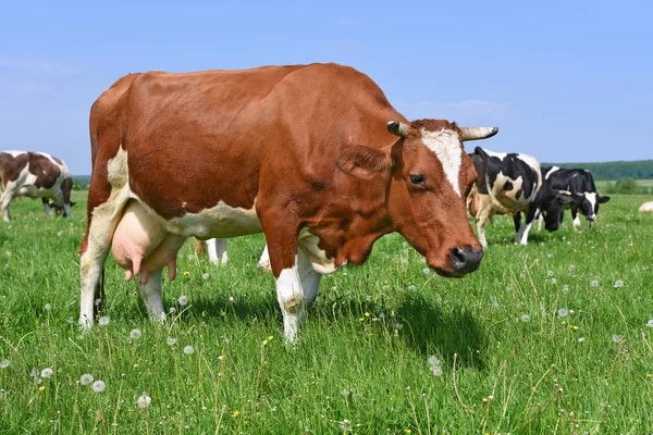 Αγελάδες Θερινό Βοσκότοπο — Φωτογραφία Αρχείου