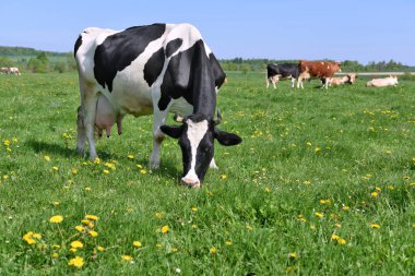 Yaz otlağında inekler