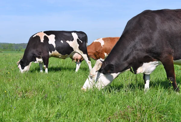 Cows Summer Pasture — Stock Photo, Image