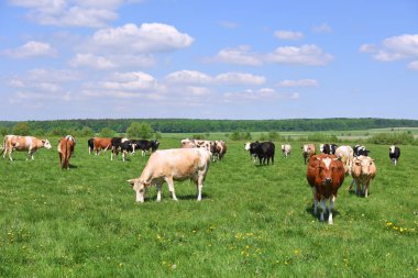 Yaz otlağında inekler. 