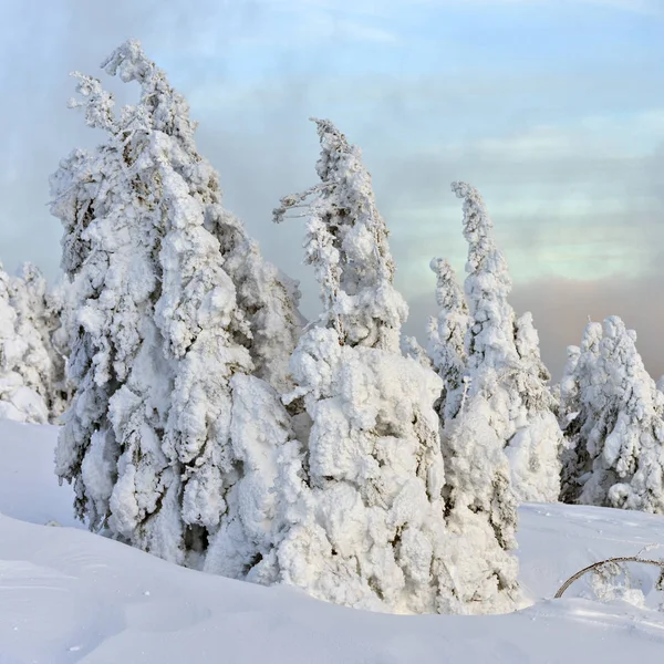 Árvores Coníferas Sob Neve Encosta Montanha Dia Nublado — Fotografia de Stock