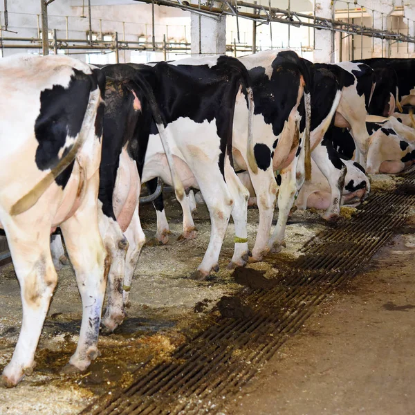 Conteúdo Vacas Celeiro Uma Fazenda Laticínios Imagem De Stock