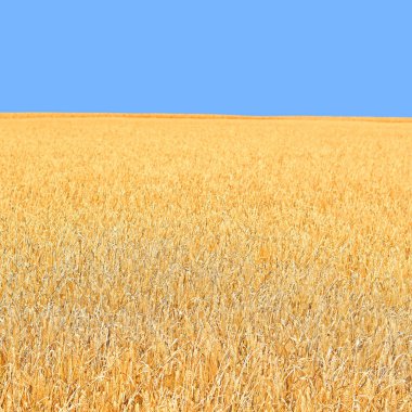 Kırsal manzara alanında tahıl