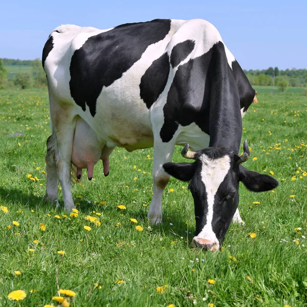 Vaca Pasto Verano — Foto de Stock