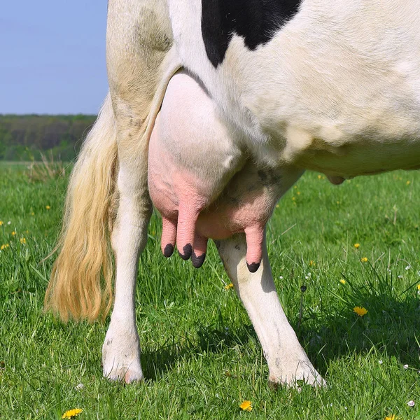 Pis Une Jeune Vache — Photo