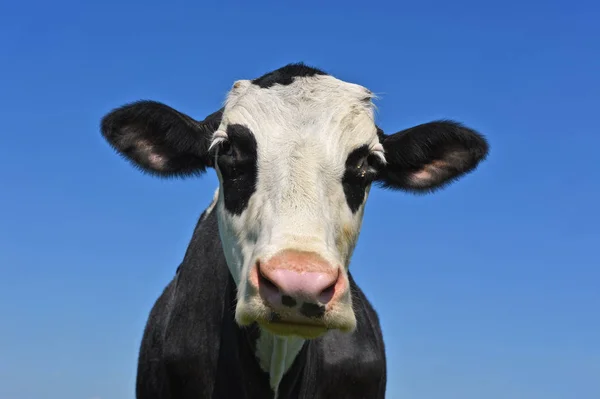 Cabeza Vaca Contra Cielo — Foto de Stock