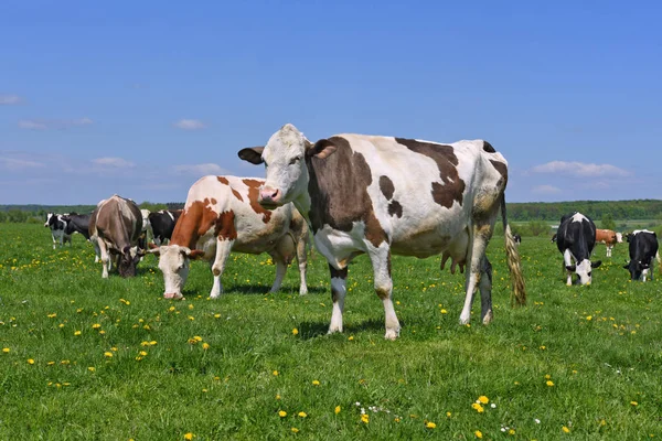 Mucche Pascolo Estivo — Foto Stock