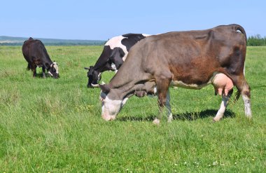 Yaz otlağında inekler