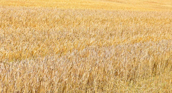 Зерновое Поле Сельской Местности — стоковое фото
