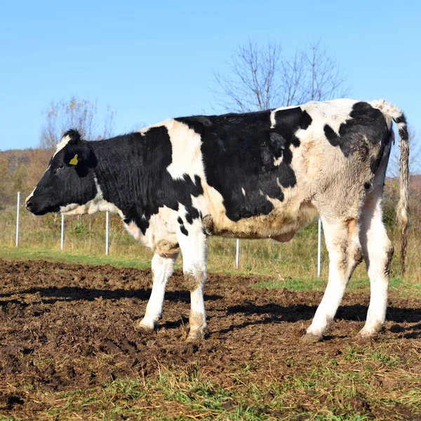 乌克兰 卡鲁什 2018年10月31日 在卡鲁什市附近的一个奶牛场里 在一个牲畜的院子里的小牛 — 图库照片