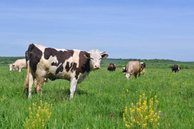 Yaz otlağında inekler. 