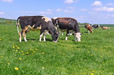 Yaz otlağında inekler. 