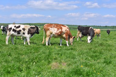 Yaz otlağında inekler