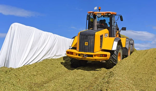 Kalush Ukraine September 2017 Ramming Corn Silage Silo Trench Dairy — Stock Photo, Image