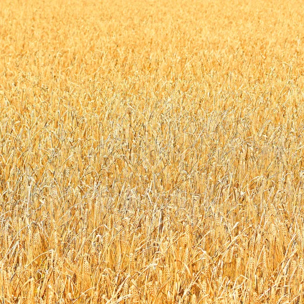 Campo Grãos Paisagem Rural — Fotografia de Stock