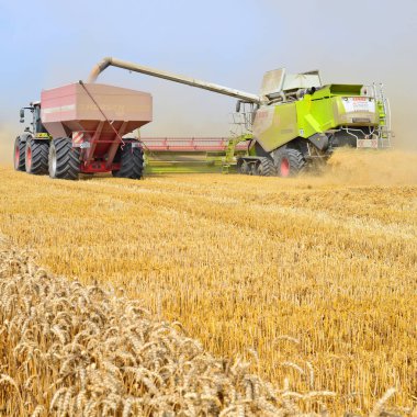 Kalush, Ukrayna 20 Temmuz 2018: tahıllar şehrin Kalush, Ukrayna hasat üzerinde.