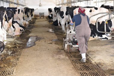 Kalush, Ukrayna - 14 Temmuz 2018: Gübre bir mandıra şehrin Kalush ahırda Temizleme.