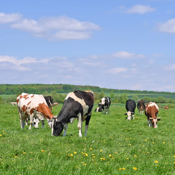 Las Vacas Pasto Verano — Foto de Stock