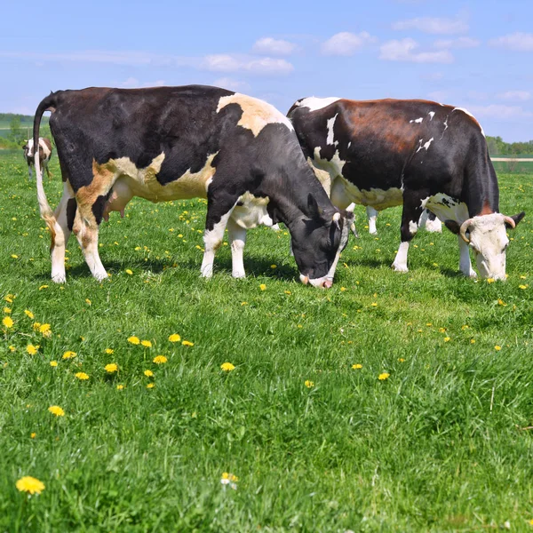 Kühe Auf Einer Sommerweide — Stockfoto