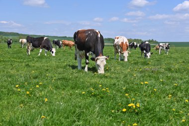 Yaz otlağında inekler