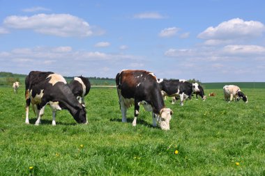 Yaz otlağında inekler