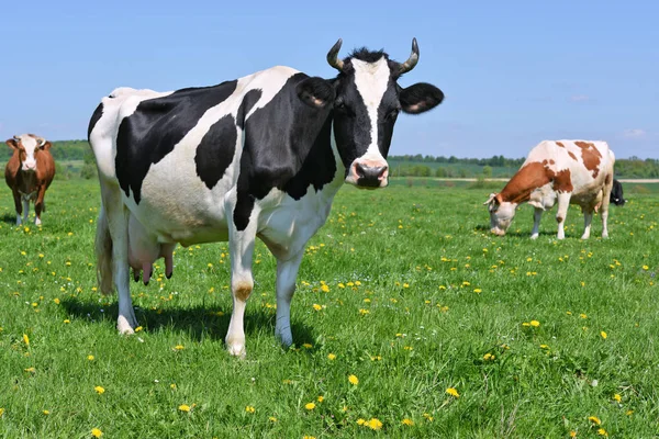 Las Vacas Pasto Verano — Foto de Stock