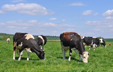 Yaz otlağında inekler