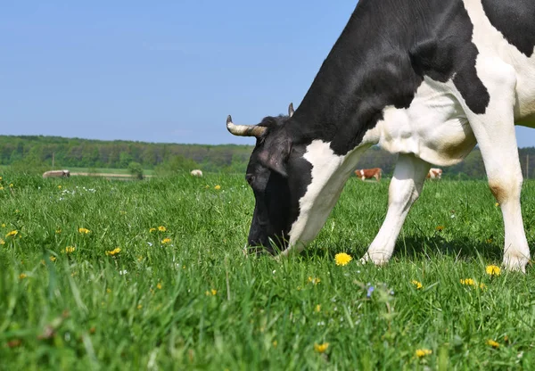 Vaca Pasto Verão — Fotografia de Stock