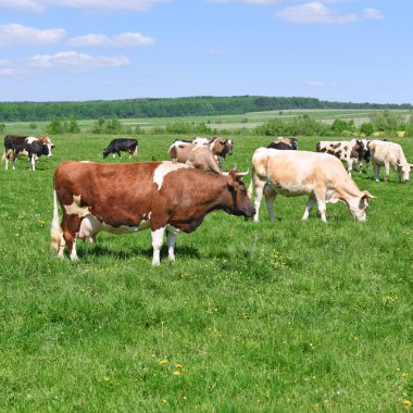 Yaz otlağında inekler