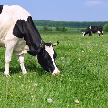 Yaz otlağında inek