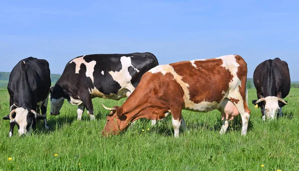 Beautiful Cows Summer Meadow — 스톡 사진