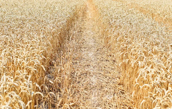 Pšeničné Pole Zemědělství Venkovská Krajina — Stock fotografie