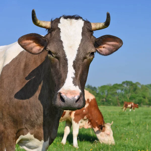 Gyönyörű Tehén Nyári Réten — Stock Fotó