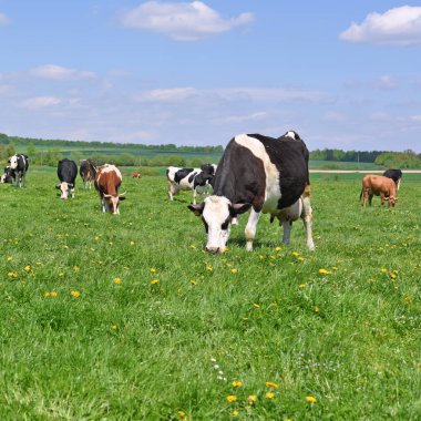 beautiful cows on a summer meadow