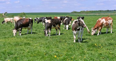 # Güzel inekler yaz otlaklarında #